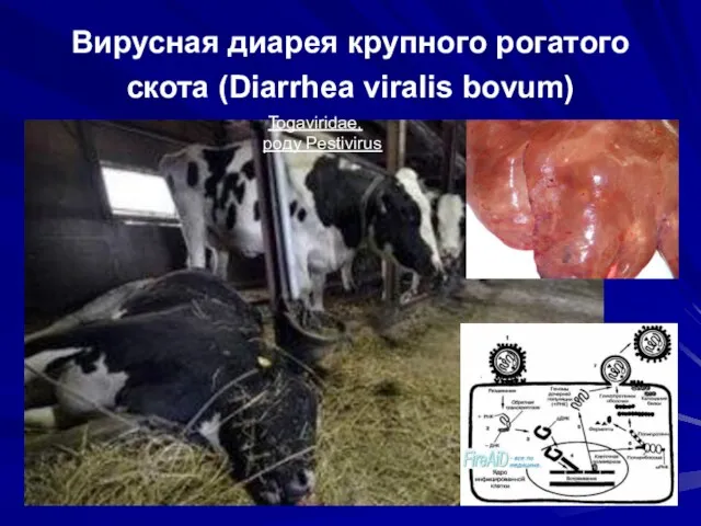 Вирусная диарея крупного рогатого скота (Diarrhea viralis bovum) Togaviridae, роду Pestivirus