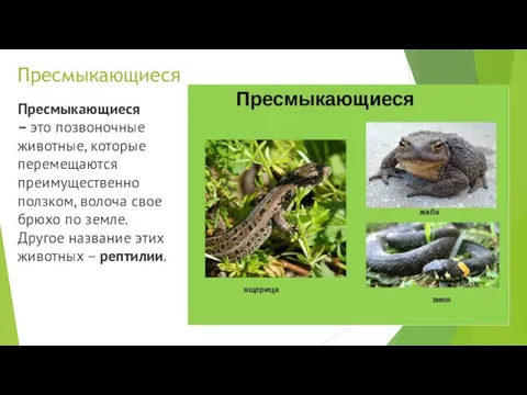 Пресмыкающиеся Пресмыкающиеся – это позвоночные животные, которые перемещаются преимущественно ползком, волоча свое