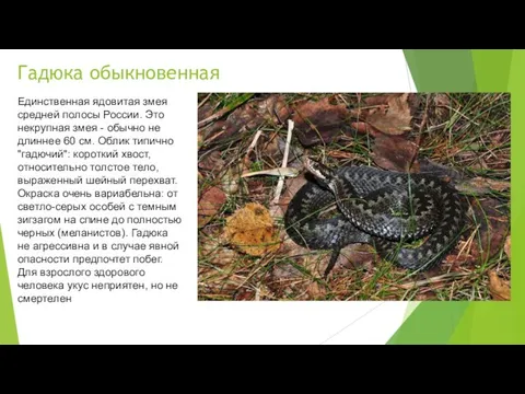 Гадюка обыкновенная Единственная ядовитая змея средней полосы России. Это некрупная змея -