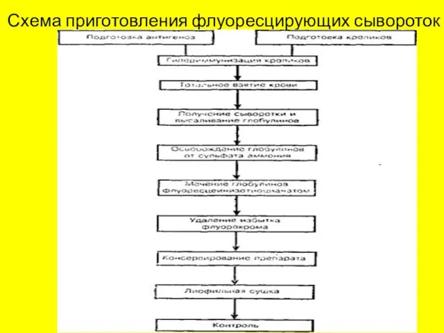 Схема приготовления флуоресцирующих сывороток