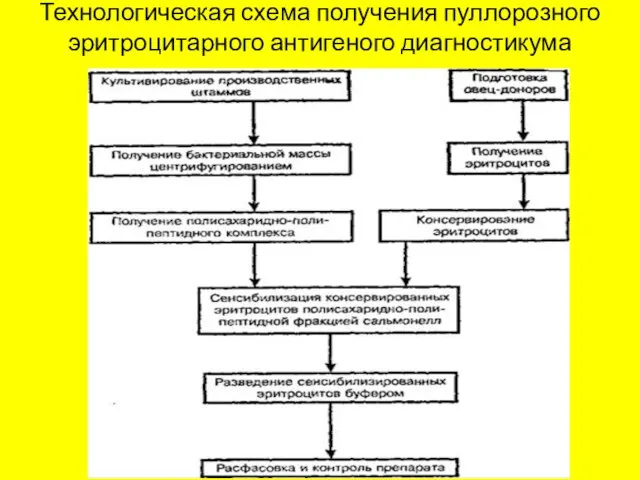 Технологическая схема получения пуллорозного эритроцитарного антигеного диагностикума