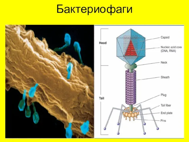 Бактериофаги