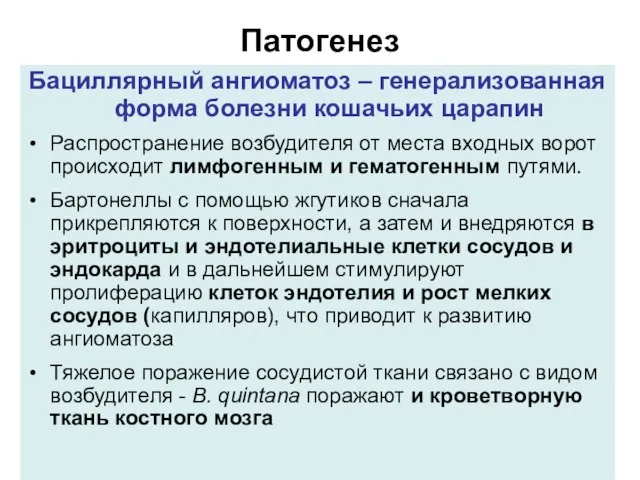 Патогенез Бациллярный ангиоматоз – генерализованная форма болезни кошачьих царапин Распространение возбудителя от