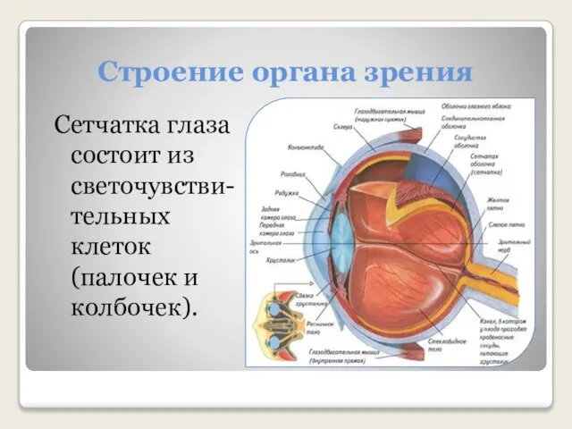 Строение органа зрения Сетчатка глаза состоит из светочувстви-тельных клеток (палочек и колбочек).