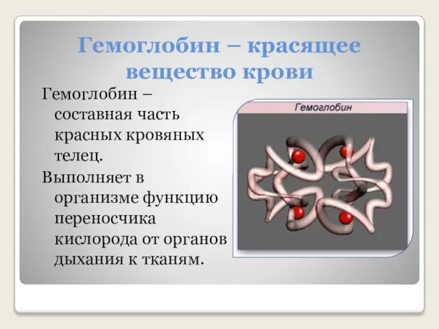 Гемоглобин – красящее вещество крови Гемоглобин – составная часть красных кровяных телец.