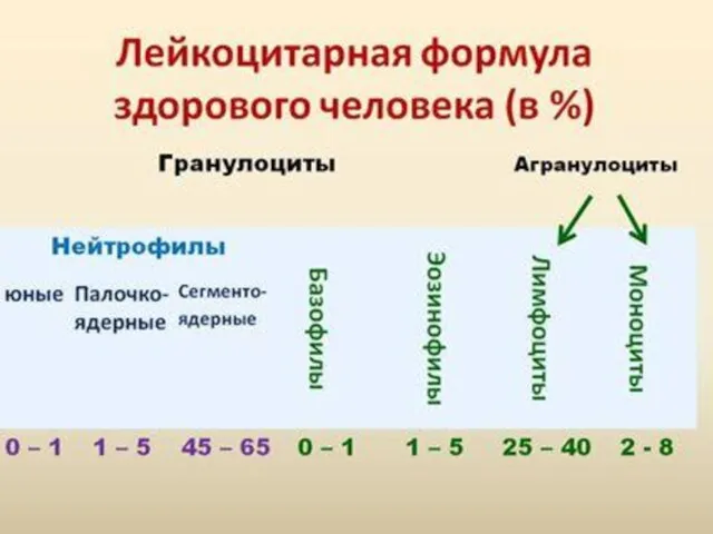 Лейкоцитарная формула и специализация лейкоцитов