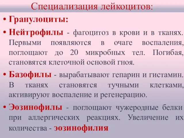 Специализация лейкоцитов: Гранулоциты: Нейтрофилы - фагоцитоз в крови и в тканях. Первыми