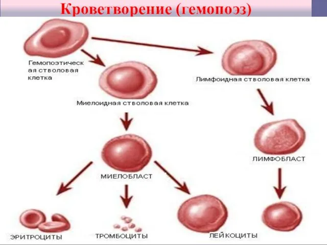 Кроветворение (гемопоэз)