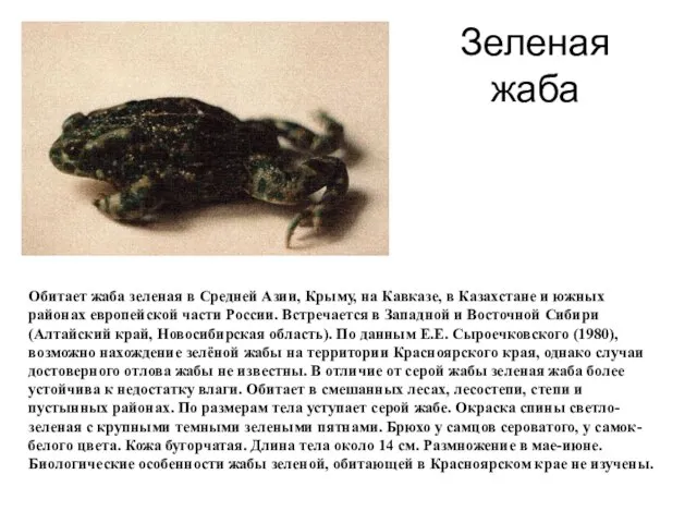 Зеленая жаба Обитает жаба зеленая в Средней Азии, Крыму, на Кавказе, в