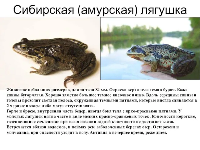 Сибирская (амурская) лягушка Животное небольших размеров, длина тела 84 мм. Окраска верха