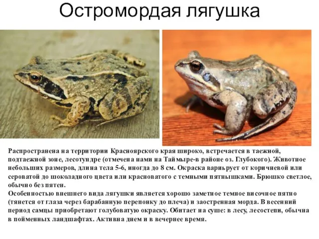 Остромордая лягушка Распространена на территории Красноярского края широко, встречается в таежной, подтаежной