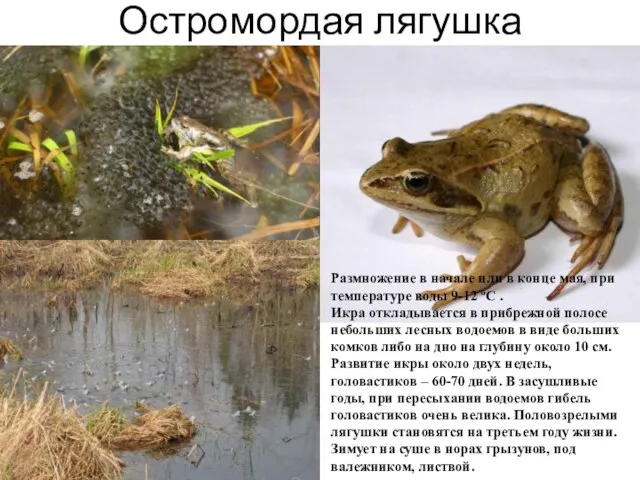 Остромордая лягушка Размножение в начале или в конце мая, при температуре воды