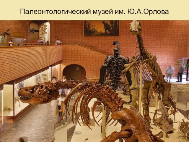 Палеонтологический музей им. Ю.А.Орлова