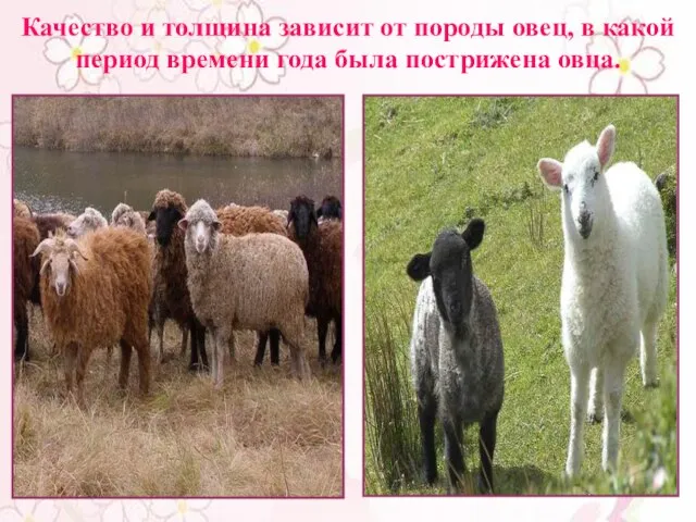 Качество и толщина зависит от породы овец, в какой период времени года была пострижена овца.