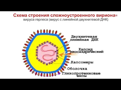 Схема строения сложноустроенного вириона= вируса герпеса (вирус с линейной двухнитевой ДНК)