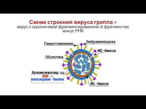 Схема строения вируса гриппа = вирус с однонитевой фрагментированной (8 фрагментов) минус РНК