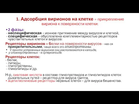 1. Адсорбция вирионов на клетке = прикрепление вириона к поверхности клетки: 2