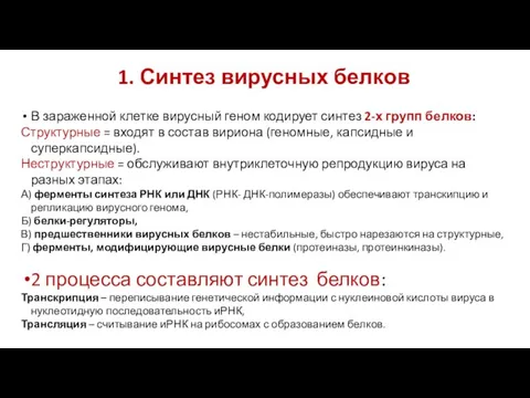 1. Синтез вирусных белков В зараженной клетке вирусный геном кодирует синтез 2-х