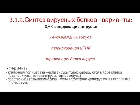 3.1.а.Синтез вирусных белков –варианты: ДНК-содержащие вирусы: Геномная ДНК вируса ↓ транскрипция иРНК