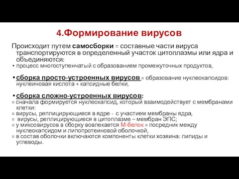 4.Формирование вирусов Происходит путем самосборки = составные части вируса транспортируются в определенный