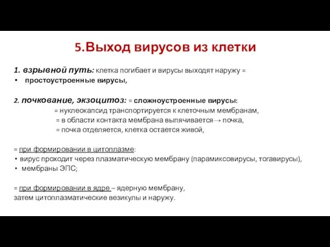 5.Выход вирусов из клетки 1. взрывной путь: клетка погибает и вирусы выходят