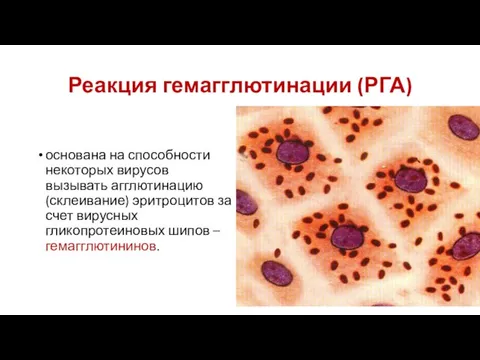 Реакция гемагглютинации (РГА) основана на способности некоторых вирусов вызывать агглютинацию (склеивание) эритроцитов