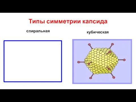 Типы симметрии капсида спиральная кубическая