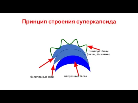 Принцип строения суперкапсида билипидный слой матричный белок гликопротеины (шипы, ворсинки)