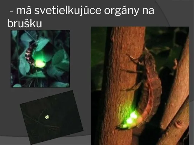 - má svetielkujúce orgány na brušku