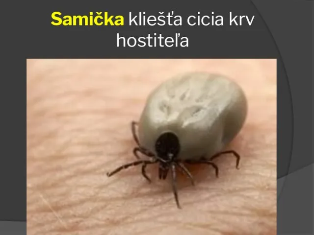 Samička kliešťa cicia krv hostiteľa