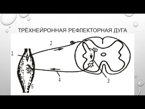 ТРЁХНЕЙРОННАЯ РЕФЛЕКТОРНАЯ ДУГА