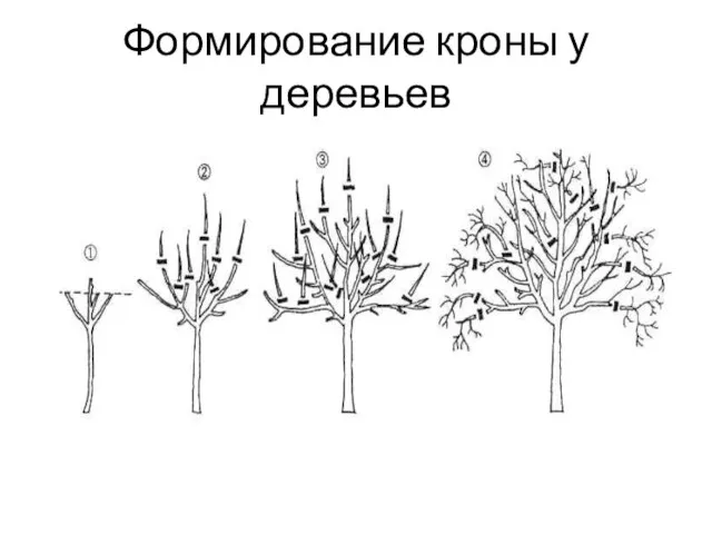 Формирование кроны у деревьев