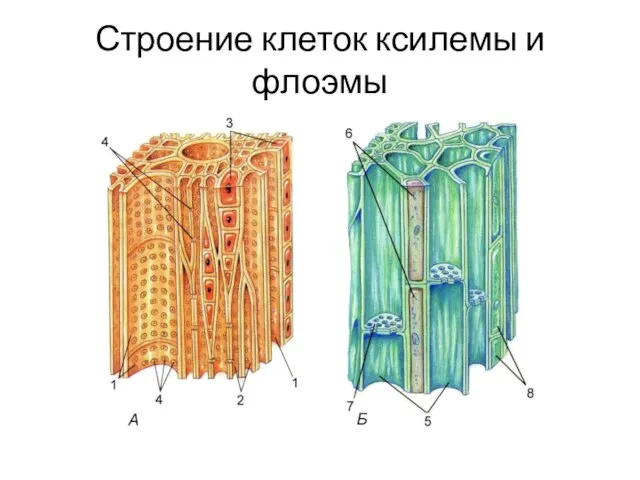 Строение клеток ксилемы и флоэмы