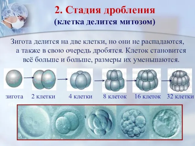 2. Стадия дробления (клетка делится митозом) Зигота делится на две клетки, но