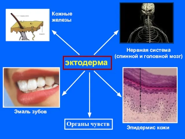 эктодерма Нервная система (спинной и головной мозг) Эмаль зубов Эпидермис кожи Кожные железы Органы чувств