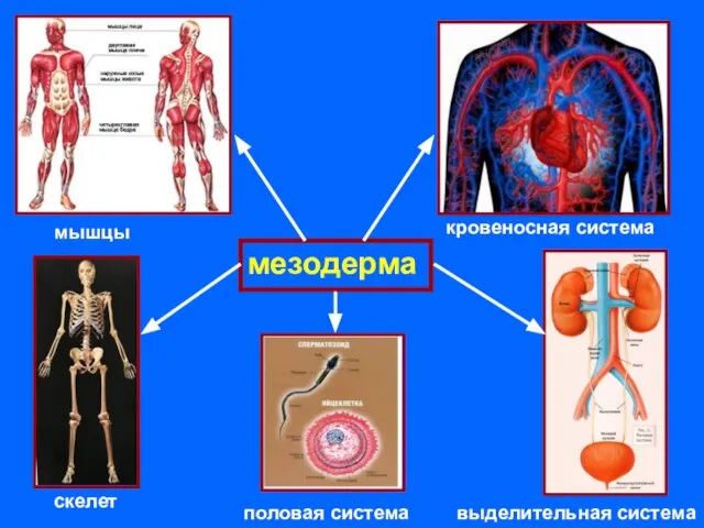 мезодерма мышцы кровеносная система скелет выделительная система половая система