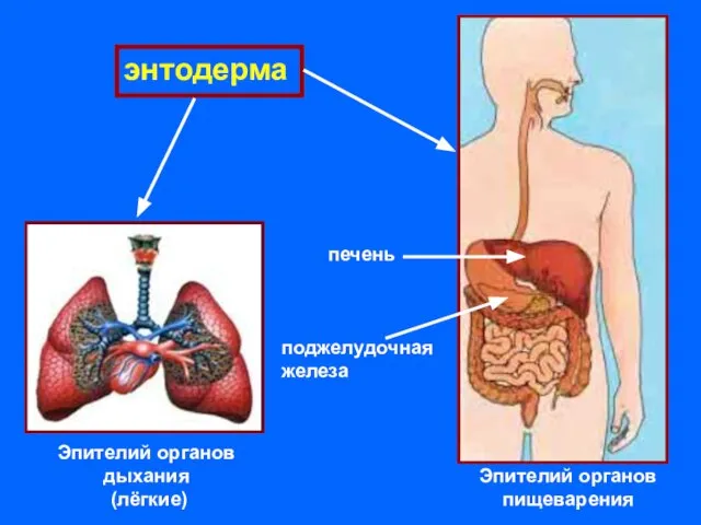 энтодерма Эпителий органов дыхания (лёгкие) Эпителий органов пищеварения печень поджелудочная железа