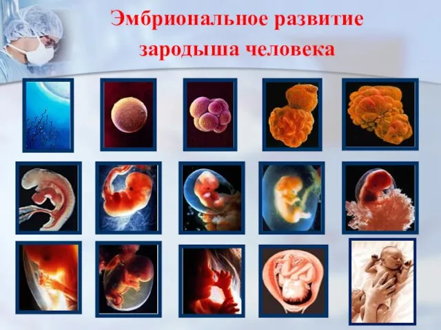 Эмбриональное развитие зародыша человека