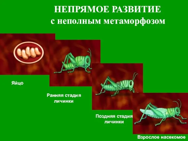 НЕПРЯМОЕ РАЗВИТИЕ с неполным метаморфозом Яйцо Ранняя стадия личинки Поздняя стадия личинки Взрослое насекомое