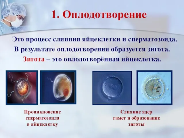1. Оплодотворение Это процесс слияния яйцеклетки и сперматозоида. В результате оплодотворения образуется