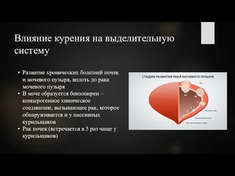 Влияние курения на выделительную систему Развитие хронических болезней почек и мочевого пузыря,