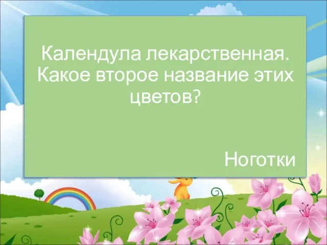 Календула лекарственная. Какое второе название этих цветов? Ноготки