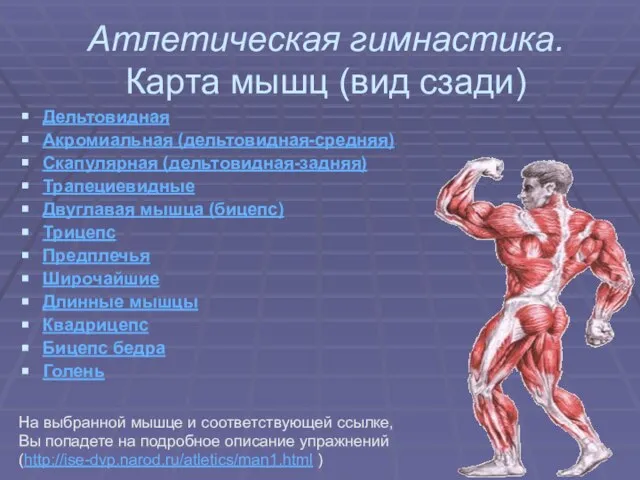 Атлетическая гимнастика. Карта мышц (вид сзади) Дельтовидная Акромиальная (дельтовидная-средняя) Скапулярная (дельтовидная-задняя) Трапециевидные