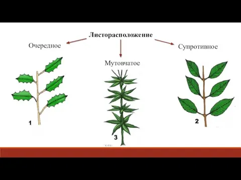 Листорасположение Очередное Мутовчатое Супротивное