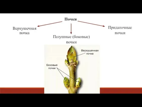 Почки Верхушечная почка Пазушные (боковые) почки Придаточные почки