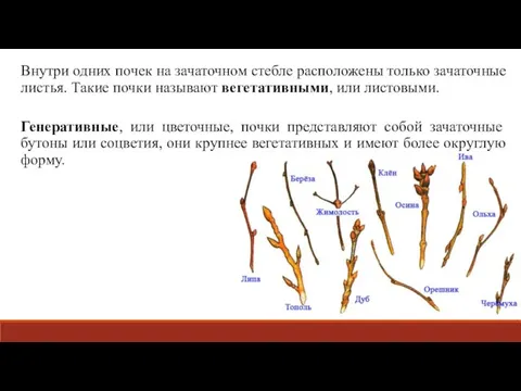 Внутри одних почек на зачаточном стебле расположены только зачаточные листья. Такие почки