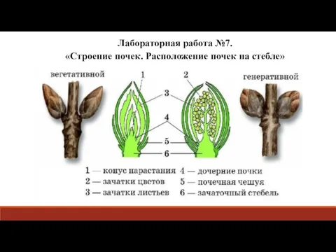 Лабораторная работа №7. «Строение почек. Расположение почек на стебле»