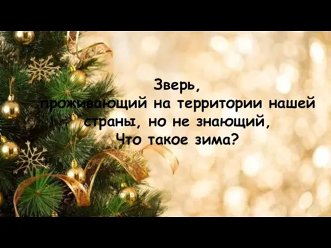 Зверь, проживающий на территории нашей страны, но не знающий, Что такое зима?