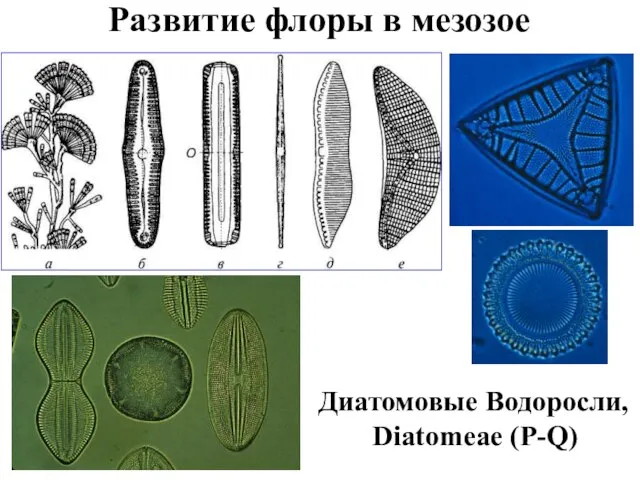 Развитие флоры в мезозое Диатомовые Водоросли, Diatomeae (P-Q)