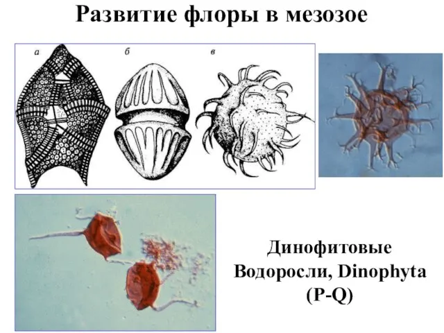 Развитие флоры в мезозое Динофитовые Водоросли, Dinophyta (P-Q)